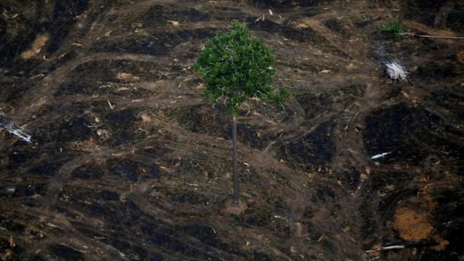 No desmatamento atual, Amazônia chega a ‘ponto de não retorno’ em até 30 anos, diz pesquisador referência sobre clima